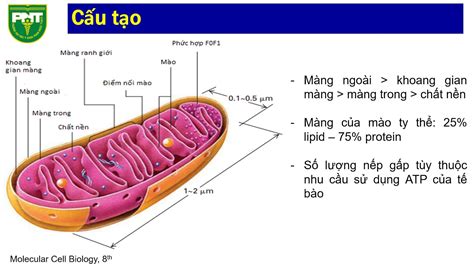 Mitochondrial Ty Thể Cấu Tạo Và Chức Năng Youtube