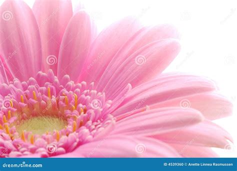 Pink Gerbera Daisy Flower Petals In Bloom On A Blurry Yellow Bouquet