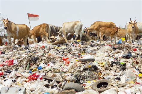 Bahaya Mengonsumsi Daging Sapi Pemakan Sampah Antara Foto