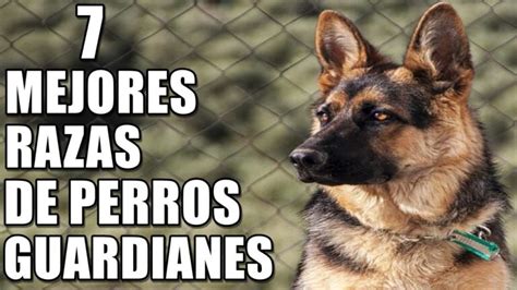 Razas De Perros Para Proteger Tu Ganado Diferencias Y Beneficios