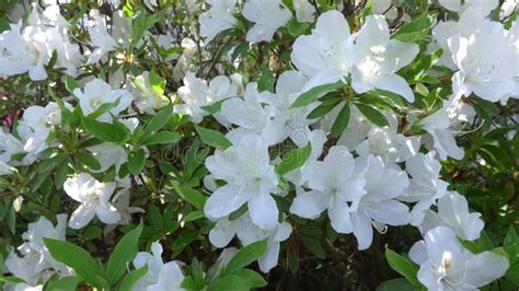 Planta De Azalea Cubierta De Flores Rojas Brillantes Ideal Como Fondo