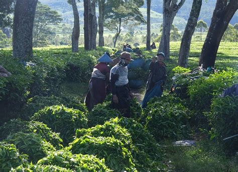 Harvesting Tea Leaves - Free photo on Pixabay - Pixabay