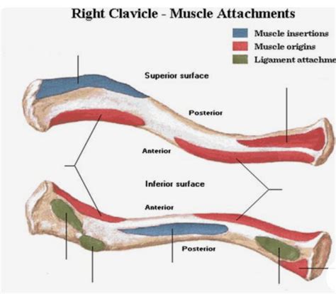 Shoulder Muscles Origin And Insertions Clavicle Diagram Quizlet