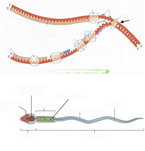 Schaubild DNA Replikation Aufbau Spermium Quizlet