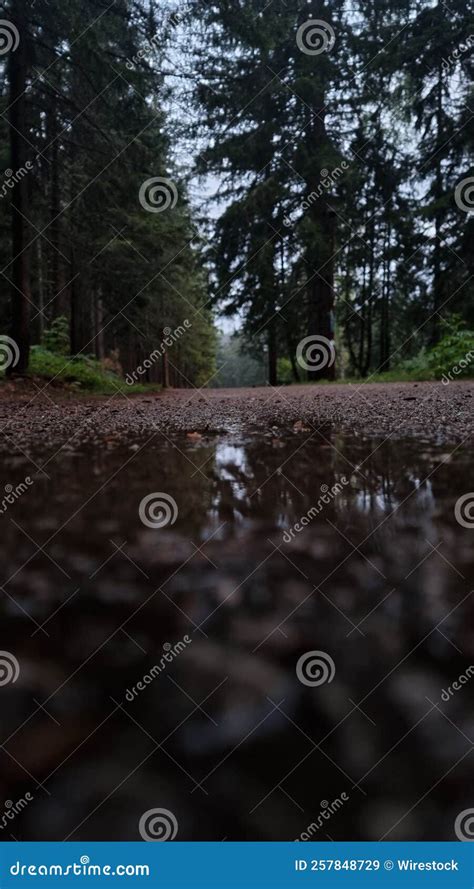 Small Puddle On A Road Passing Through A Green Forest Stock Image