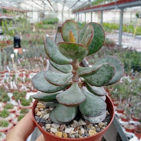 Adromischus Caryophyllaceus Cv Grandiflorus Uhlig Kakteen Ber