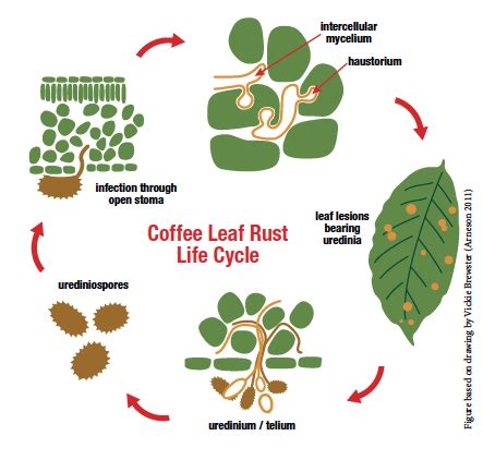 Coffee Leaf Rust - North Central Integrated Pest Management Center