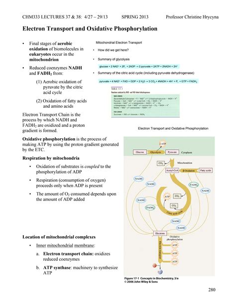 Solution Electron Transport Chain And Oxidative Phosphorylation