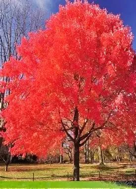 Red Maple Tree - Forestry.com