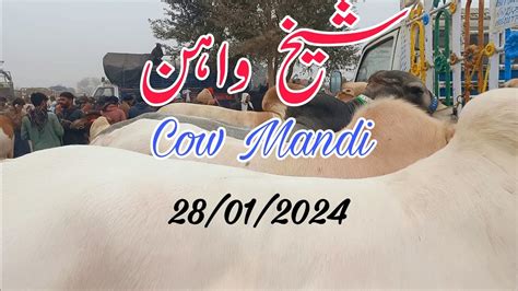 Sard Sardi Main Garam Garam Rate Sheikhwan Cow Mandi YouTube