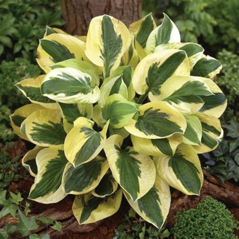 Spring Hill Nurseries Brim Cup Hosta Live Bareroot Perennial With