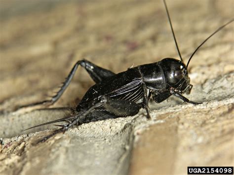 field cricket (Gryllus pennsylvanicus)