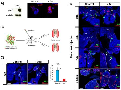 A Western Blot And Immunofluorescence Analysis Of Pb Tet On