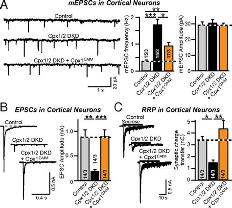 Deconstructing Complexin Function In Activating And Clamping Ca2