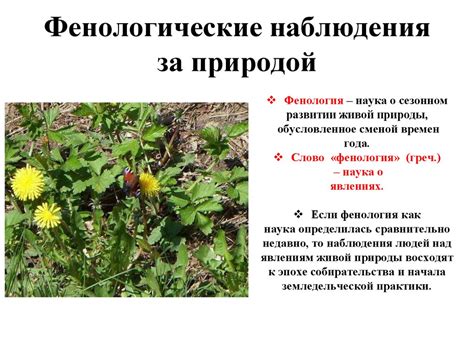 Фенологические наблюдения за природой. Осень - презентация онлайн