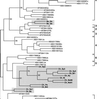 Phylogenetic Relationship Between TTV ORF1 Amino Acid Sequences