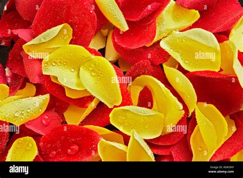 Yellow And Red Rose Petals Stock Photo Alamy