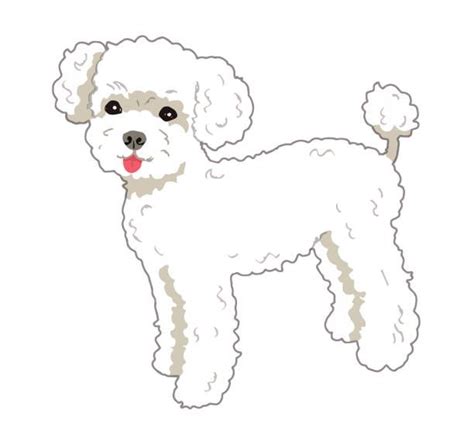 670개 이상의 Toy Poodle 스톡 일러스트 Royalty Free 벡터 그래픽 및 클립 아트 Animales