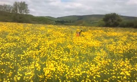 Border Collie Finds Frisbee | Border Collie Fan Club