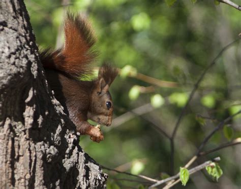 Fotos gratis árbol naturaleza rama fauna silvestre mamífero