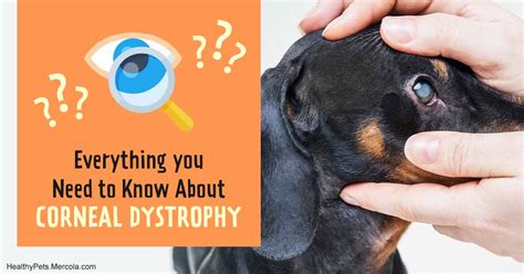 Corneal Dystrophy Can Make Your Dog's Eyes Cloudy