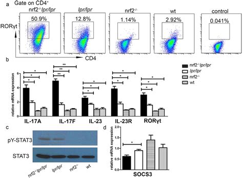 In vitro Th17 cell differentiation Naïve CD4 T cells were collected