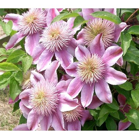 Top 10 Climbing Plants For A Small Trellis Dengarden 60 Off