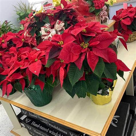 Seasonal Flowers – Poinsettias – High Cotton Farms