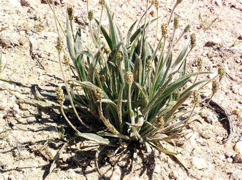 Plantago Ovata Alchetron The Free Social Encyclopedia