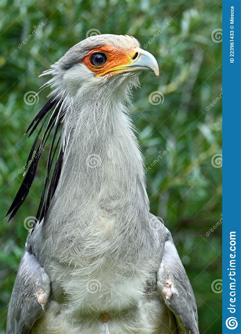 Portrait Of A Secretary Bird Sagittarius Serpentarius Stock Image