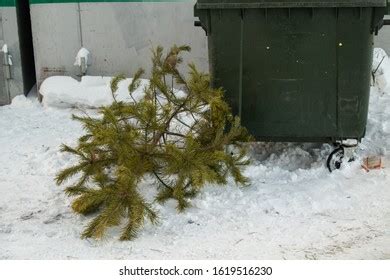 Dry Christmas Tree Trash Stock Photo 1619516230 | Shutterstock