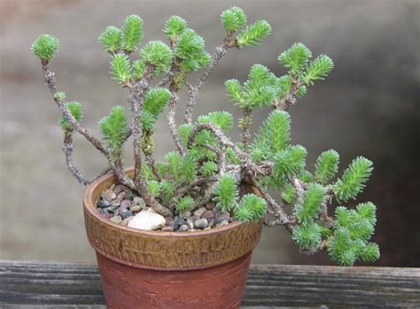 Sedum Sexangulare Tudo Sobre Essa Suculenta Guia Das Suculentas