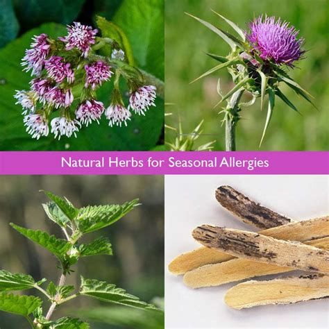 Natural Herbs For Seasonal Allergies Natural Herbs Seasonal