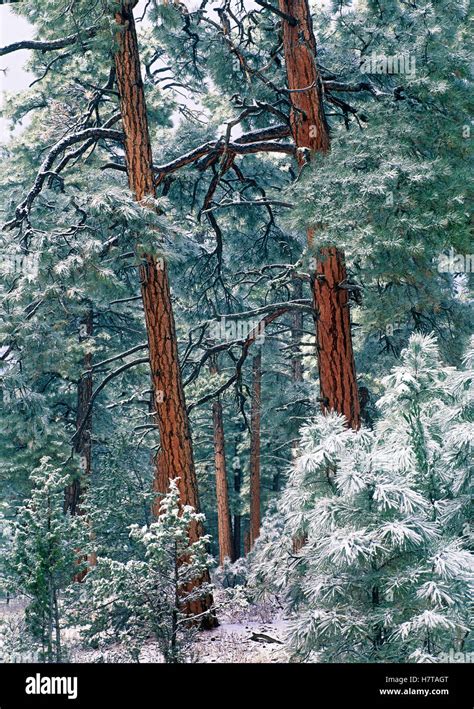 Ponderosa Pine Pinus Ponderosa Forest After Fresh Snowfall Rocky