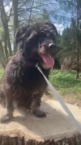 Przygarnij Psiaka PodlasiakaFacebook