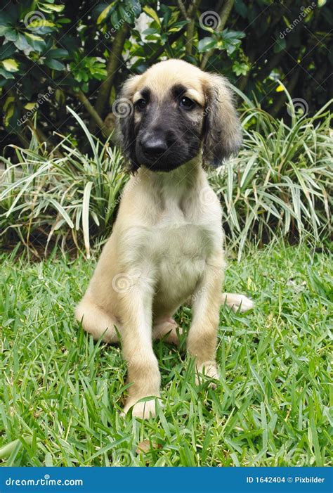 Afghan Hound Puppy Stock Images - Image: 1642404