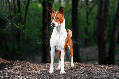 Portrait Of A Red Basenji Standing In A Summer Green Forest. Basenji ...