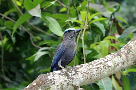 Bogani Nani Wartabone National Park — Gorontalo Geopark