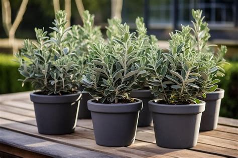 Premium AI Image A Row Of Potted Plants On A Wooden Deck