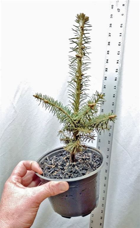 Fraser Fir Live Year Old Potted Tree Abies Fraseri Mountain South