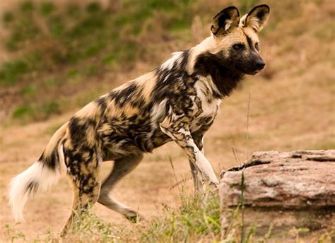 African Wild Dog Facts - Animal Facts Encyclopedia