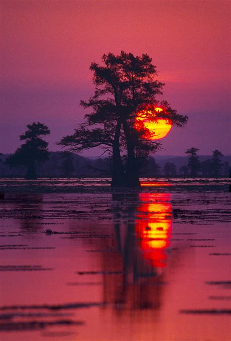 Sun Rising Behind Tree In Cypress Photograph By Diane Miller Pixels