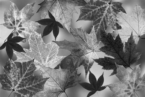 Autumn Leaves Black And White Photograph by Gill Billington - Fine Art ...