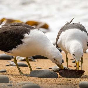 Southern Black Backed Gull Karoro Control Environment Canterbury