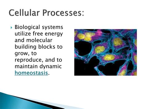 Ppt Ap Biology Powerpoint Presentation Free Download Id2879041