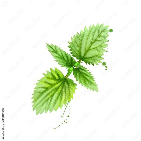 Digital Art Nettles Stinging Nettle Or Urtica Dioica Isolated On White