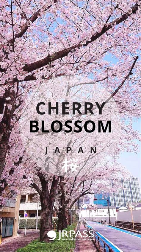 Japanese Cherry Blossom Festivals Everything You Need To Know While