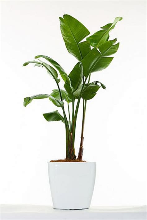 Classic Plants You Need In Your Home Style At Home House Plants