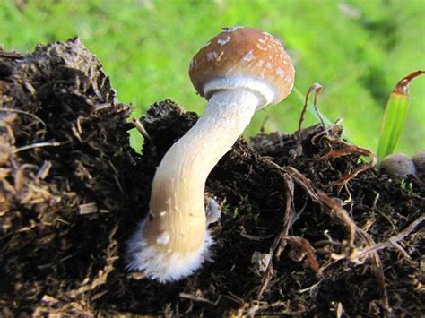 Shroomery Psilocybe Cubensis