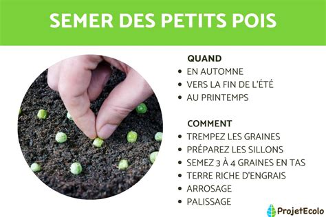 Semer Des Petits Pois Quand Et Comment